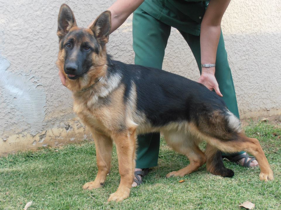 GSD
